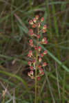 Coastal false asphodel